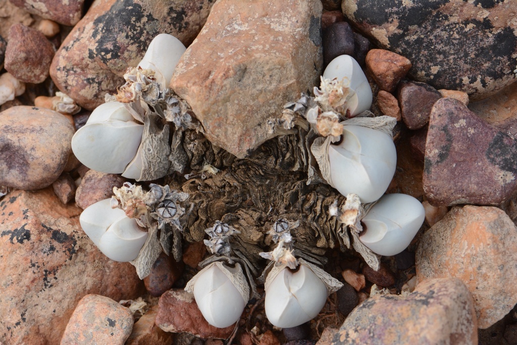 Gibbaeum album, Eden, ZA-WC, ZA