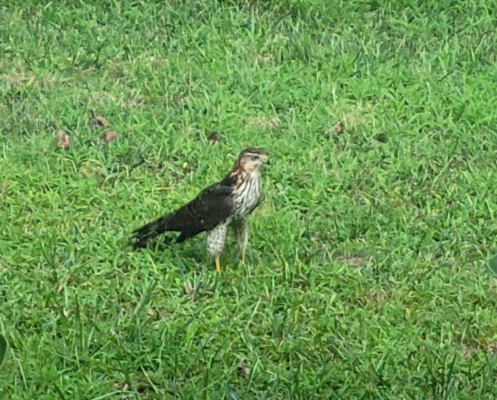 Cooper's Hawk from Ruther Glen, VA 22546, USA on August 19, 2023 at 07