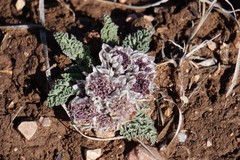 Vesper purpurascens
