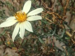 Mutisia sinuata