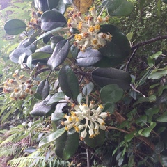 Brachyglottis rotundifolia