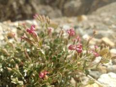 Viviania marifolia
