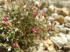Viviania marifolia