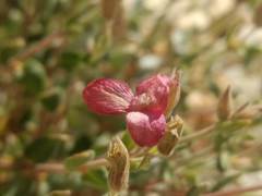 Viviania marifolia