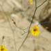 Reyesia parviflora - Photo (c) javichinga, alguns direitos reservados (CC BY-NC), uploaded by javichinga