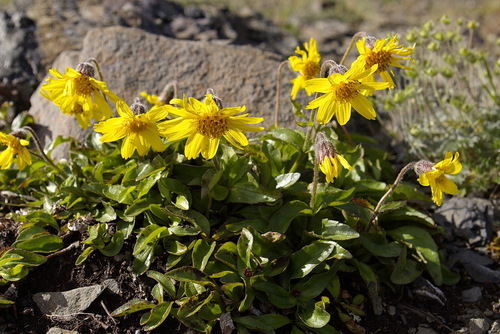 Arnica lessingii (Torr. & A.Gray) Greene