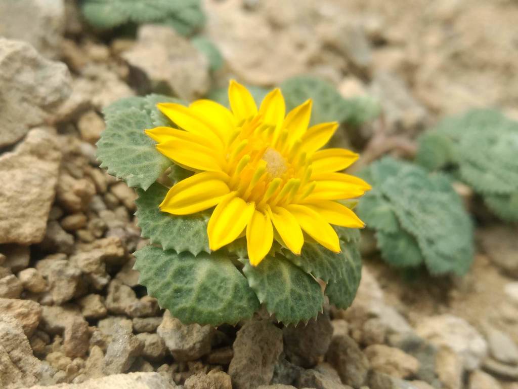 Chaetanthera