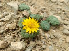Chaetanthera flabellifolia