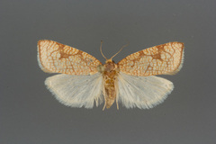 Dorithia semicirculana