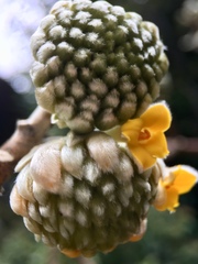 Edgeworthia chrysantha