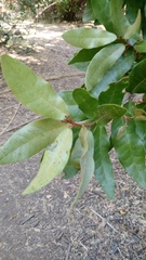 Aextoxicon punctatum