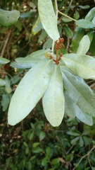 Aextoxicon punctatum