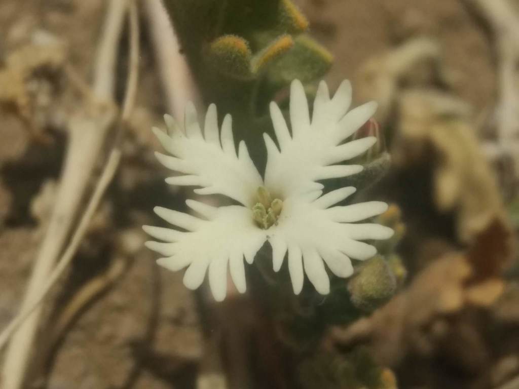Schizopetalon rupestre