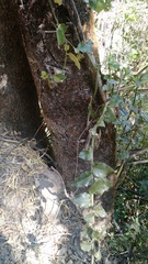 Citronella mucronata