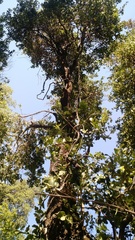 Citronella mucronata