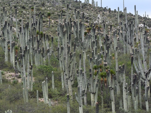 Cephalocereus tetetzo (Cephalocereus tetetzo)