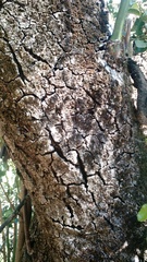 Citronella mucronata