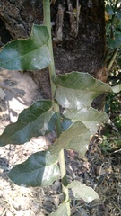 Citronella mucronata