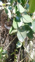 Citronella mucronata