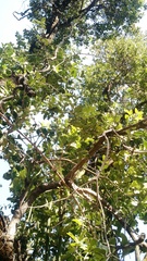 Citronella mucronata