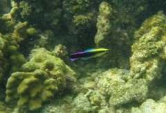 Labroides phthirophagus