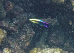 Labroides phthirophagus