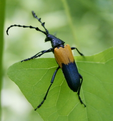 Desmocerus palliatus