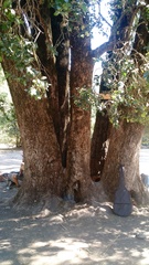 Citronella mucronata