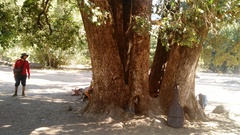 Citronella mucronata