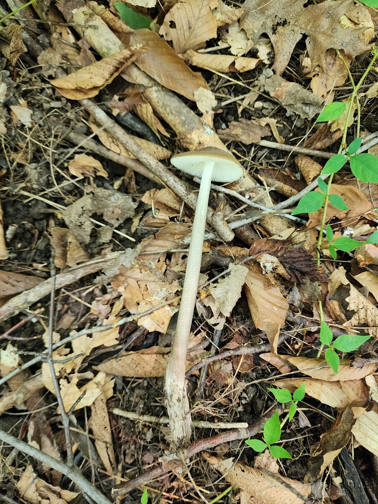 Beech Rooter Beech Rooter from Brown Township, IN, USA on August 19, 2023 at 02:47 ...