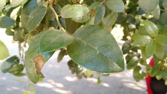 Citronella mucronata