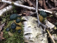 Leotia lubrica image