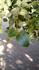 Citronella mucronata