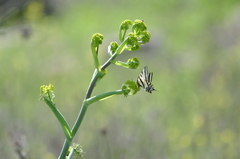 Papilio alexanor