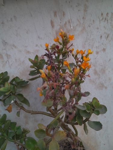 Kalanchoe Robusta · Inaturalist