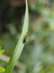 Acanthocoris sordidus