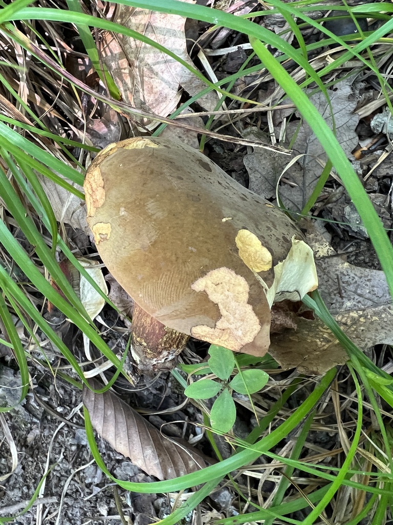 Neoboletus from Mount Moriah Rd, Nineveh, IN, US on August 19, 2023 at