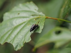 Coraebus sauteri
