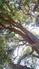 Citronella mucronata