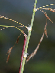 Phragmites japonicus