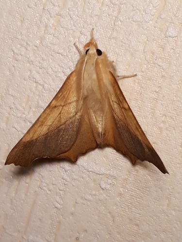 Ennomos fuscantaria