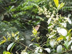 Euploea sylvester swinhoei