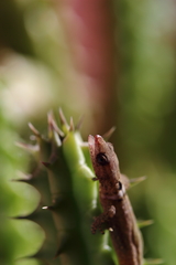 Sphaerodactylus glaucus