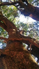 Citronella mucronata