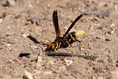 Polistes comanchus navajoe