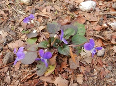 Viola villosa