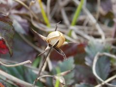 Ipomoea indica