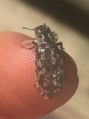 Phanodesta nigrosparsa