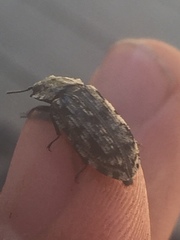 Phanodesta nigrosparsa