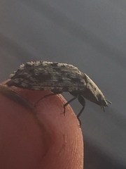 Phanodesta nigrosparsa